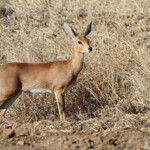 Raphicère (Kruger - Satara)