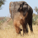 Éléphant (Kruger)