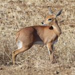 Raphicère (Kruger - Satara)