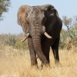 Éléphant (Kruger) Svg+xml,%3Csvg%20xmlns%3D%22http%3A%2F%2Fwww.w3