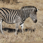 Zèbre des plaines (Kruger - Satara)