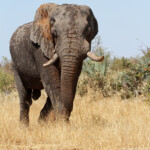 Eléphant (Kruger)