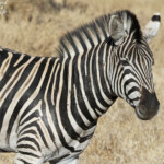 Zèbre des plaines (Kruger - Satara)