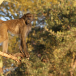 Babouin (Kruger, Shingwedzi)