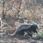Ratel (Kruger - Satara) Svg+xml,%3Csvg%20xmlns%3D%22http%3A%2F%2Fwww.w3