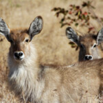 Cobe à croissant (Kruger)