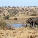Eléphant (Kruger)