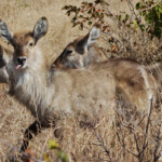 Cobe à croissant (Kruger)