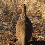 Francolin de Swainson (Kruger)