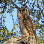 Grand-duc de Verreaux (Kruger, Balule)