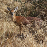 Raphicère de Sharpe (Sharpe's Grysbok) (Kruger)
