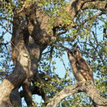 Grand-duc de Verreaux (Kruger, Balule)