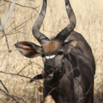 Nyala (Kruger)