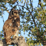 Grand-duc de Verreaux (Kruger, Balule)