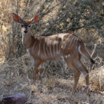 Nyala (Kruger)