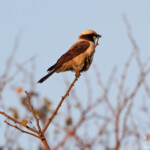 Eurocéphale à couronne blanche - Southern white-crowned Shrike (Kruger, Balule)