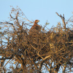 Aigle ravisseur (Kruger, Balule)