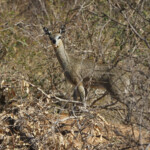 Oréotrague (Kruger)