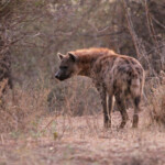 Hyène tachetée (Kruger, Balule)