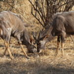 Nyala (Kruger)