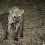 Hyène tachetée (Kruger, Balule)
