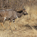 Nyala (Kruger)