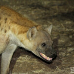 Hyène tachetée (Kruger, Balule)