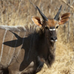 Nyala (Kruger)