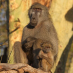 Babouin (Kruger, Shingwedzi)