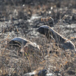 Ratel (Kruger - Satara)