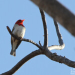 Tisserin (anaplecte) écarlate (Kruger)