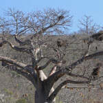 nids de tisserin dans Baobab (Kruger)
