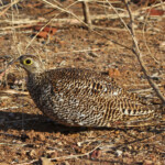 Ganga bibande (Punda Maria, Kruger)