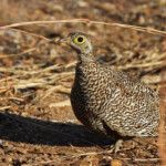 Ganga bibande (Punda Maria, Kruger)