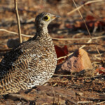 Ganga bibande (Punda Maria, Kruger)