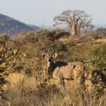 Grand Koudou (Punda Maria, Kruger)