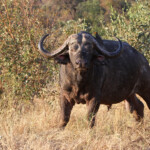 Buffle (Punda Maria, Kruger)