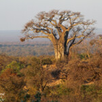 Baobab (Punda Maria, Kruger)