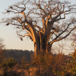 Baobab (Punda Maria, Kruger)