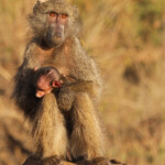 Babouin (Kruger, Shingwedzi)