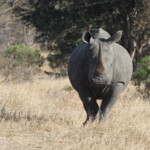 Rhinocéros blanc (Kruger - Satara)