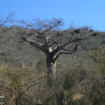 Baobab (Kruger)