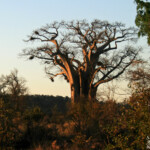 Baobab (Kruger)