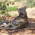 Léopard (Kruger)