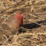 Amarante du Sénégal (Kruger, Shingwedzi)