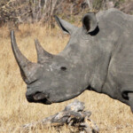 Rhinocéros blanc (Kruger - Satara)