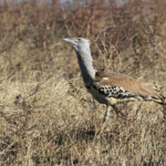 Outarde kori (Kruger - Satara)