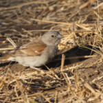 Moineau sud-africain (Kruger, Shingwedzi)
