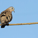 Tourtelette émeraudine (Kruger, Shingwedzi)