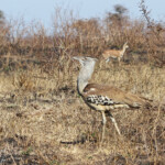 Outarde kori et Raphicère (Kruger - Satara)